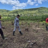 Jagung Hasil Program Ketahanan Pangan di Siliragung Banyuwangi Siap Panen Melimpah