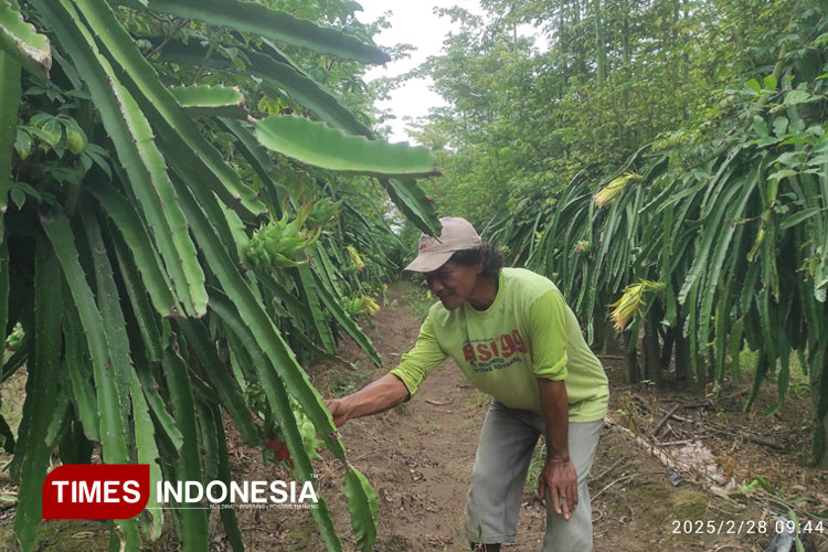 Suasana pemetikan dan perawatan buah naga di Dusun Merak, Jumat (28/2/2025). (Foto: Rifa'i/TIMES Indonesia)