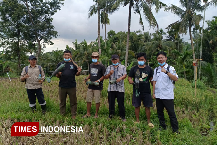 Sejumlah petani saat memanfaatkan belerang dan jerami untuk mengusir hama tikus (FOTO: Moh Bahri/TIMES Indonesia)