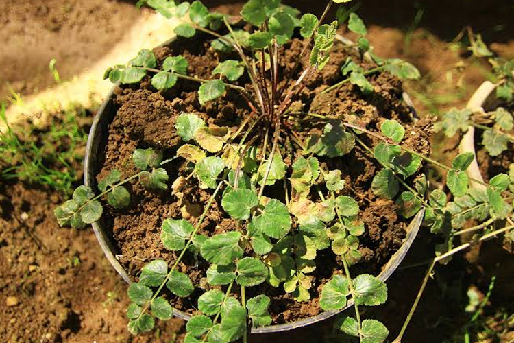 Mengenal Purwaceng, 'Ginseng dari Dieng' yang Kaya Manfaat