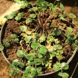 Mengenal Purwaceng, 'Ginseng dari Dieng' yang Kaya Manfaat