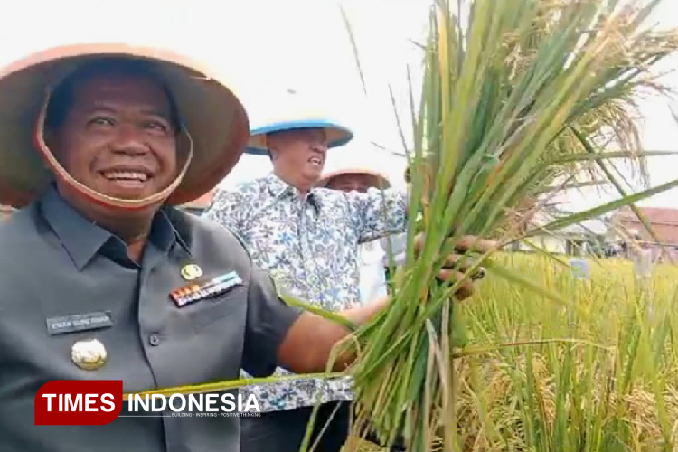Panen Lebih Melimpah, Bupati Majalengka Dukung Petani Gunakan Pupuk Organik