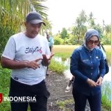 Sawah Ratusan Hektar di Pangandaran Terendam Air Laut