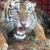 Harimau Sumatra Masuk Kandang Jebak di Kabupaten Agam