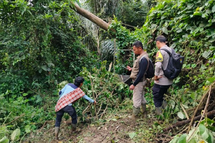 Petugas-BKSDA-Sumbar-sedang-melihat-secara-dekat-harimau80b10f02fda9010c.jpg