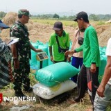 Serapan Gabah di Nganjuk Meningkat, Panen Masih Berlangsung