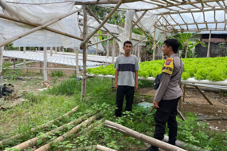 Polresta Banyuwangi Optimalkan Pertanian dari Lahan Kebun hingga Pekarangan