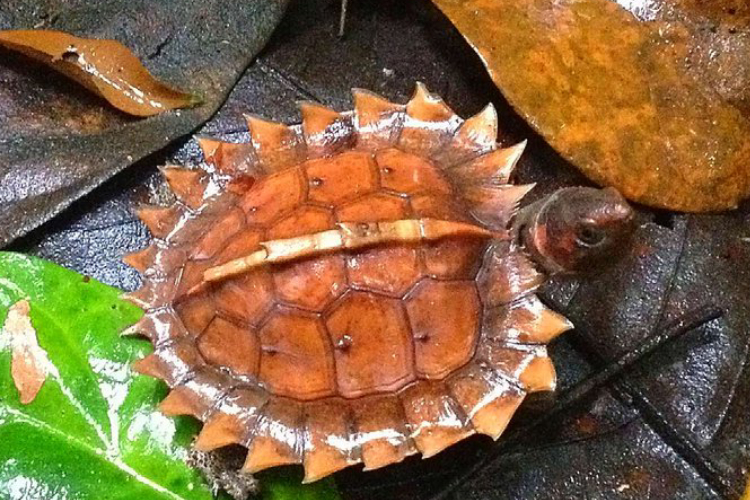 Sun Tortoise: A Rare Species Native to Indonesia That Captivates the World