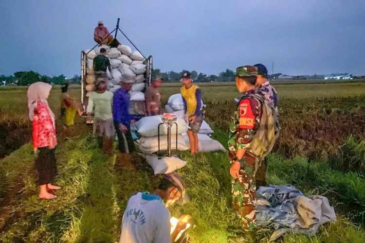 Jelang Puncak Musim Panen Raya 2025, Bulog Serap 300.000 Ton Gabah dan Beras