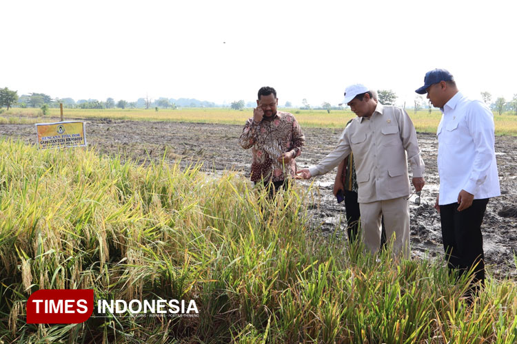 Panen Padi di Gresik, Mentan Amran Jamin Harga Rp6.500