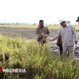 Panen Padi di Gresik, Mentan Amran Jamin Harga Rp6.500