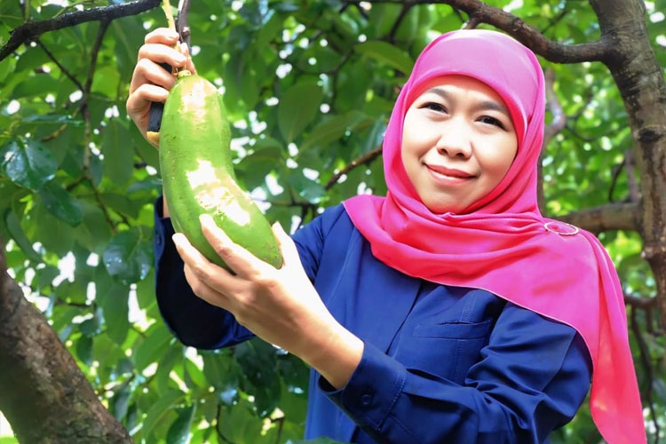 Gubernur Khofifah saat panen Alpukat Kelud di Desa Wisata Jambu Kediri, Sabtu (15/3/2025). (FOTO: Dok.Humas Pemprov Jatim)