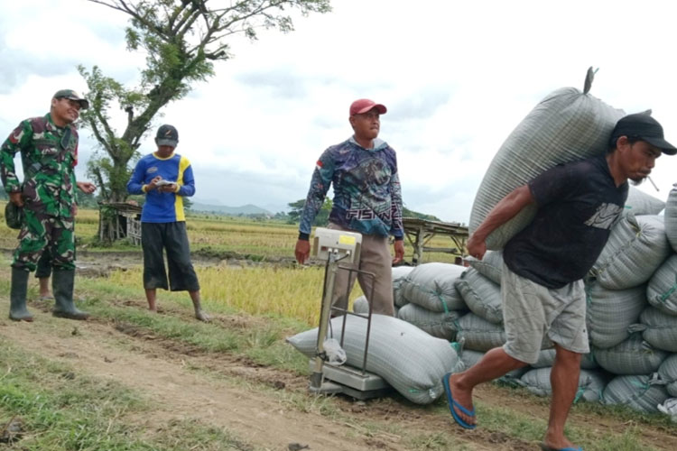 Pastikan Harga Gabah Sesuai, Babinsa Kodim Ponorogo Lakukan Pendampingan Petani dan Bulog