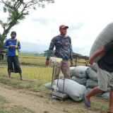 Pastikan Harga Gabah Sesuai, Babinsa Kodim Ponorogo Lakukan Pendampingan Petani dan Bulog