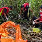 Kerangka Manusia Diduga Perempuan Muda Ditemukan di Ladang Tebu Bantul