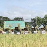 Brigjen Ramli Turun ke Sawah, Puas Lihat Panen Melimpah di Lamongan