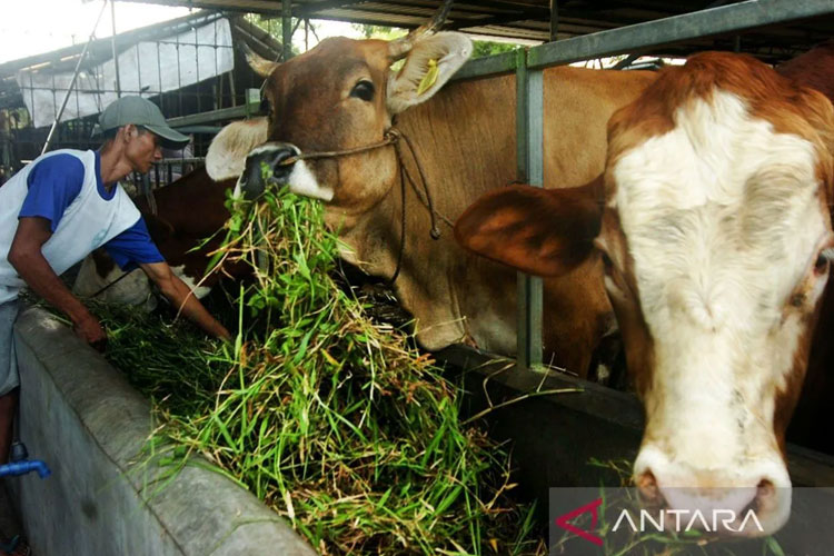 Arsip foto - Peternak memberi pakan sapi di Desa Kemuning, Tegal, Jawa Tengah, Jumat (10/2/2023). (ANTARA FOTO/Oky Lukmansyah/aww/aa)