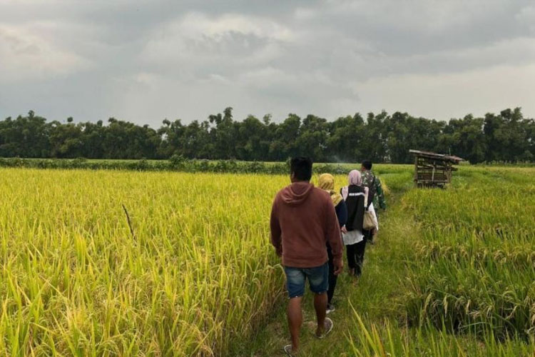 Petugas meninjau tanaman padi petani di wilayah Bulog Kediri, Jawa Timur. (FOTO: ANTARA/ HO-Bulog Kediri)
