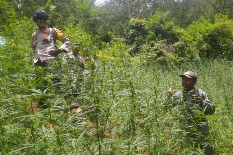 Kemenhut Bantah Larangan Drone Usai Temuan Ladang Ganja di TNBTS