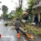 Hujan Disertai Angin Kencang Terjang Bondowoso, Sejumlah Pohon Tumbang dan Rumah Terdampak