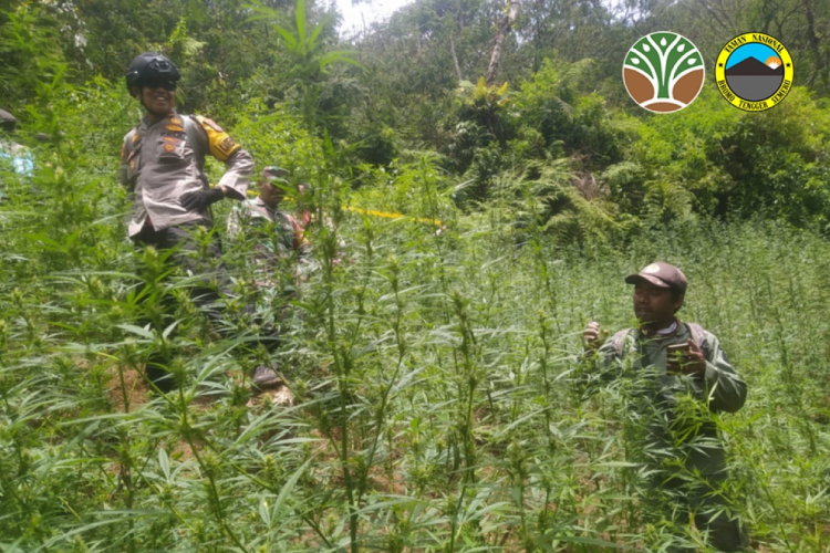 Temuan ladang ganja di kawasan TNBTS. (Foto: Dok. TNBTS/TIMES Indonesia)