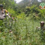 TNBTS Klarifikasi Temuan Ladang Ganja dan Aturan Larangan Drone