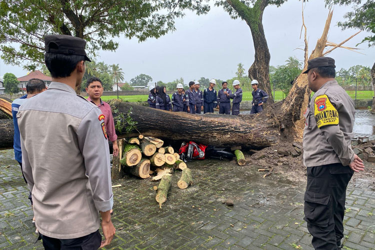 Kejadian pohon tumbang di Poltek Negeri Banyuwangi yang menimpa sebuah sepeda motor. (Foto: Damkarmat Banyuwangi For TIMES Indonesia)