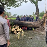 Banyuwangi Diterjang Angin Kencang, Banyak Pohon Tumbang Hingga Warung Porak Poranda