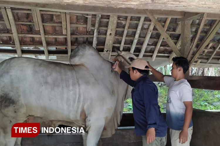 Para petugas melakukan kegiatan vaksinasi PMK di sejumlah kandang ternak di Bantul (Foto: DKPP Bantul for TIMES Indonesia)