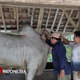 Mantap, Bantul Catat Angka Vaksinasi Ternak Tertinggi di DIY