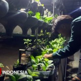 Kreativitas Pemuda Situbondo, Bertani Sambil Raup Penghasilan