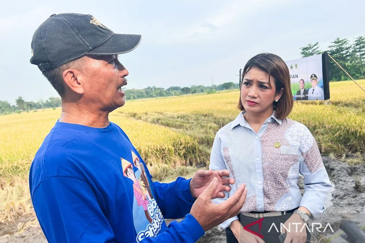 Presiden Prabowo Subianto Sejahterakan Petani lewat Harga Gabah Rp6.500/kg