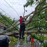 Warga Apresiasi Kerja Cepat  Polresta Banyuwangi Bersihkan Pohon Tumbang