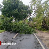 Waspada Angin Kencang, BMKG Prediksi Wilayah Banyuwangi Dilanda Cuaca Ekstrem Hingga Lebaran