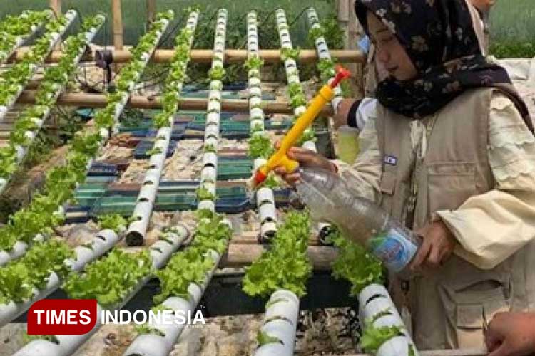 Proses penyemprotan pestisida nabati dan herbisida alami di Dusun Nampes. (FOTO: AJP TIMES Indonesia)