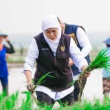 Gubernur Khofifah: Kontribusi Laju Tanam Padi Jatim Terbesar di Indonesia