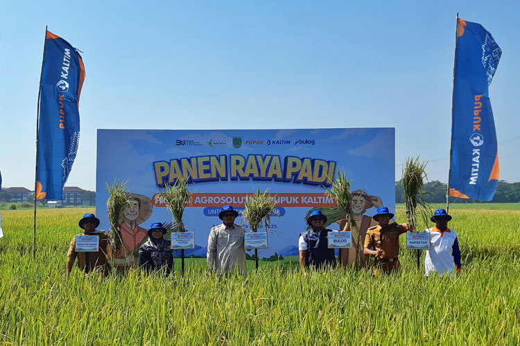 Panen raya padi di lahan milik Budi Sucipto di Desa Tambakan, Kecamatan Bangil, Pasuruan, Jawa Timur, Selasa (29/4/2025) yang merupakan program sinergi Pupuk Kaltim - Perum Bulog melalui Program Project Agrosolution.