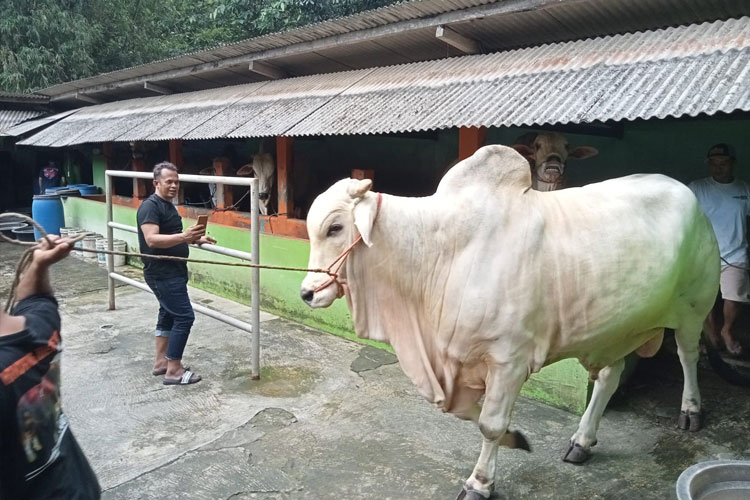 Pemkab Bantul Seleksi Sapi Kurban untuk Presiden Prabowo Subianto, Perketat Pengawasan Ternak Jelang Iduladha