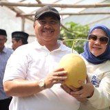 Inovasi Pertanian dari Kader Muhammadiyah Gudo Tuai Pujian Bupati Jombang