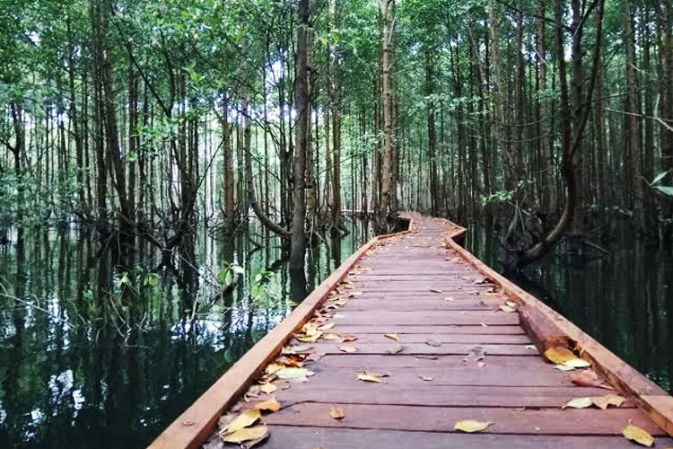 INFO GRAFIK: Pelestarian Mangrove di Indonesia