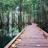 INFO GRAFIK: Pelestarian Mangrove di Indonesia