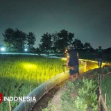 Festival Gropyokan di Desa Gredek Gresik, Berburu Tikus dapat Uang Tunai