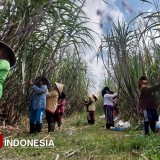 Tebu Cening, Si Raksasa Manis Songgon Banyuwangi yang Siap Panen