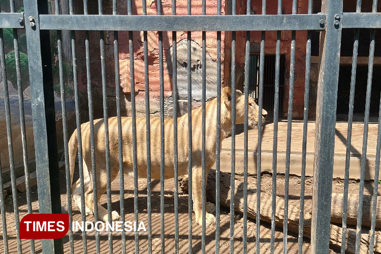 Jane, Sang Ratu Rimba di TWSL Kota Probolinggo. (Foto: Sri Hartini/TIMES Indonesia)