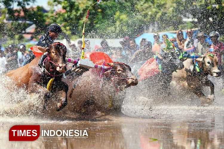 Kerapan Sapi Brujul di Kota Probolinggo Ricuh, Peserta Tak Terima Kalah