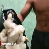 Miris, Atlet Porprov Kabupaten Malang Makan Ayam Tiren, Bagaimana Dana Puslat?