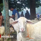 Ingin Berkurban? Simak 3 Syarat Penting agar Ibadahmu Sah dan Bernilai Sunnah
