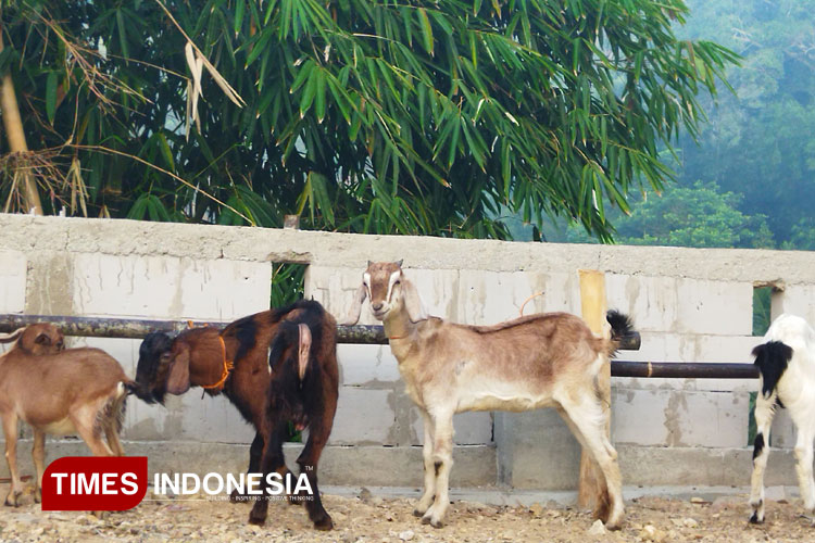 kambing-2.jpg