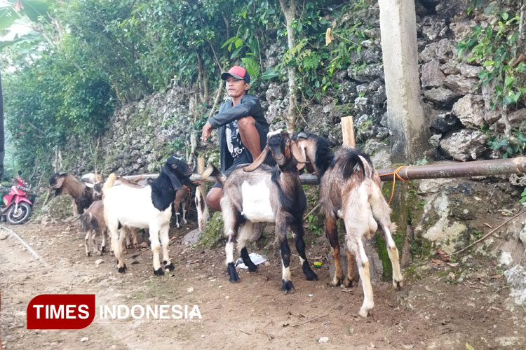 kambing-3.jpg