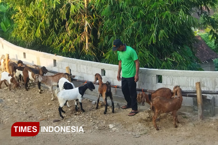 Suasana penjualan kambing di Pasar Dilem, Desa Klepu, Kecamatan Donorojo, Kabupaten Pacitan menjelang Idul Adha 2025. (Foto: Yusuf Arifai/TIMES Indonesia)